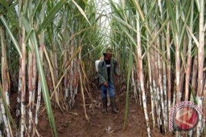  TEBU RAKYAT: Luas Areal Kebun di Kabupaten Cirebon Terus Menyusut