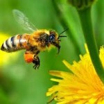  SERIAL BING BANG THEORY: Ternyata Terinspirasi Hewan Lebah