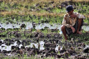  AGRIBISNIS: Petani Indramayu Tunda Tanam Padi 