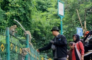  INFO WISATA: Ini Petunjuk Jalan ke Taman Kera Plangon Cirebon