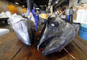  IKAN TUNA TERMAHAL: Terjual Rp10 Miliar di Jepang