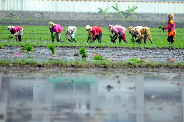  FOTO: Produksi Beras, Pemerintah Akan Optimalisasi Lahan Terlantar 