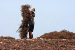  Wow, Harga Rumput Laut Melonjak 2 Kali Lipat Jadi Rp9.000