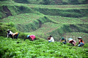  Produksi Hortikultura Jabar Tak Kalah dari Impor