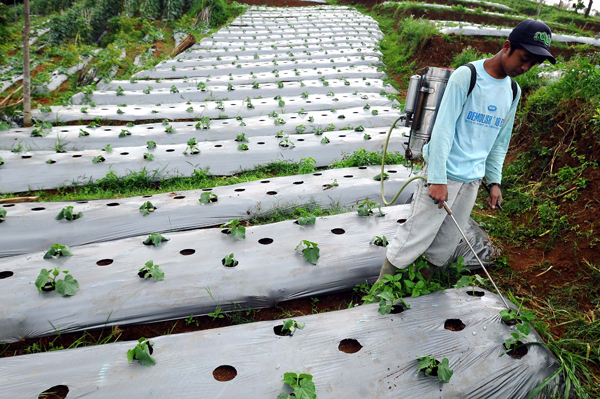  FOTO: Produksi Hortikultura Jabar Tak Kalah dari Impor