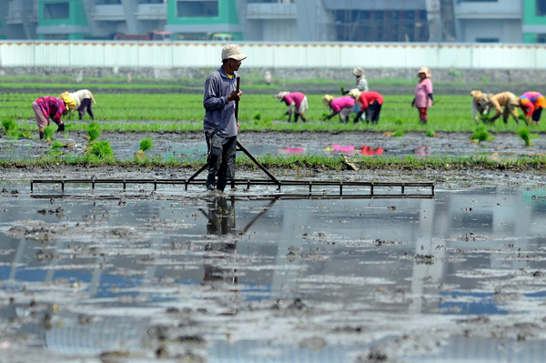  FOTO: Bulog Jabar Targetkan Serap Beras Petani 540.000 Ton