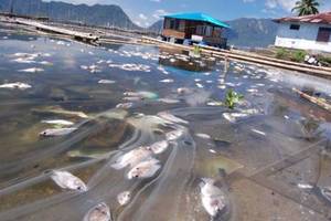  CUACA EKSTREM: Ribuan Ton Ikan Mati Bergelimpangan di Cirata, Petani Rugi Rp20 Miliar