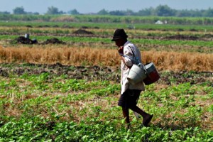  CUACA EKSTREM: Petani Jabar Minta Pemerintah Blusukan ke Sawah