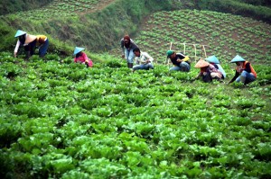  CUACA EKSTREM: Pemerintah Jabar Siap Bantu Petani Hortikultura