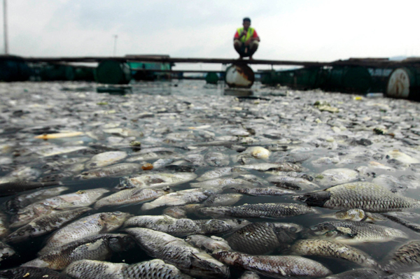  FOTO: Cuaca Ekstrem, Ribuan Ikan Mati di Waduk Jatiluhur