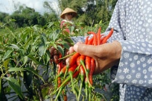  CABAI MERAH: Harga Bagus, Petani di Tasikmalaya Enjoy