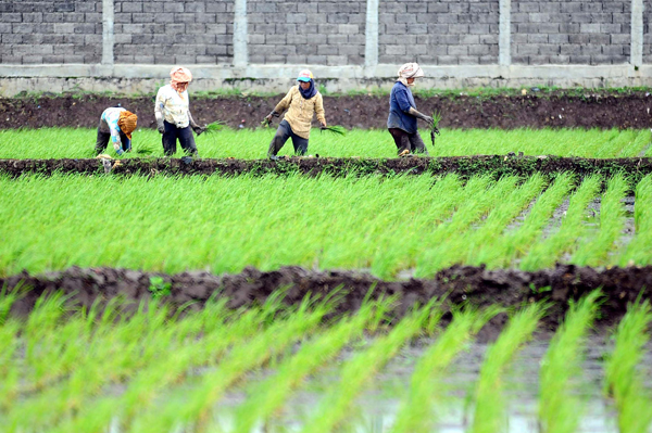  FOTO: Investasi Sektor Pertanian Diprediksi Naik 20%