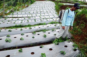  Produksi Hortikultura di Bandung Selatan Merugi