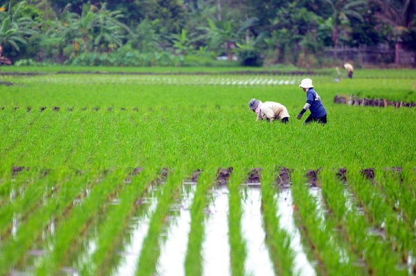  FOTO: 2013 Pertumbuhan Sektor Pertanian Melambat