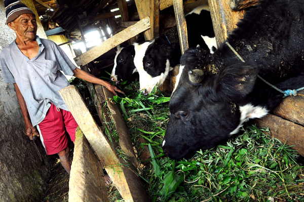  FOTO: Impor Sapi Harus Segera Dilakukan