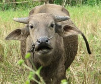  WEIRD STORY: Sudden Death of Buffalo Population in Indonesia