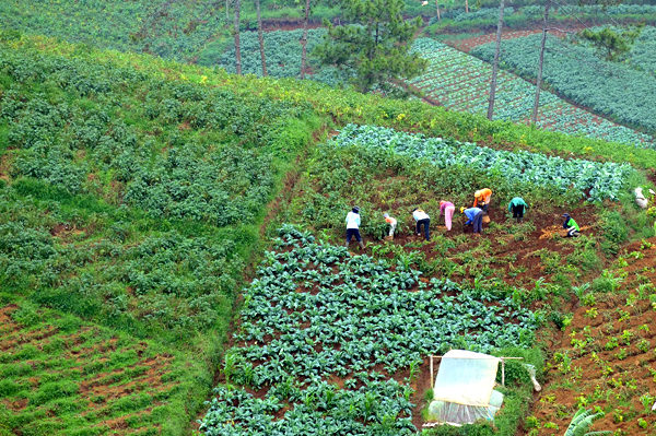  FOTO: Lahan Hortikultura di Indonesia Masih Minim