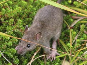  Astaga, Ada Tikus Doyan Makan Ganja, Percaya?