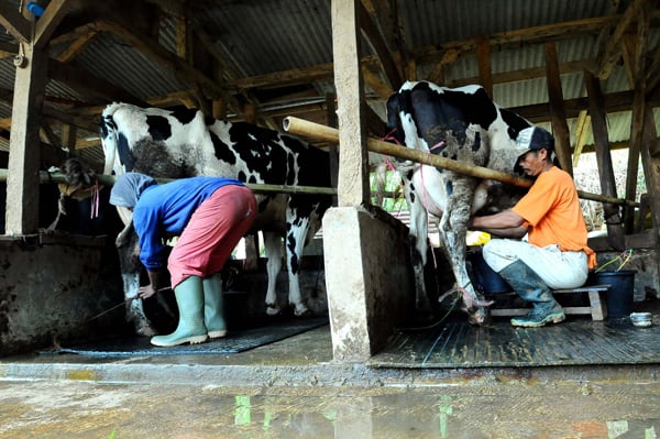  FOTO: Sapi Potong Langka, Populasi Sapi Perah Menyusut 20%