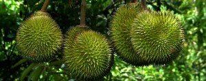  DURIAN MATAHARI Sedang Dikembangkan di Lebak Banten