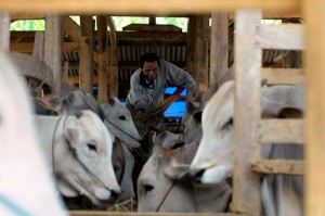  DAGING SAPI: Pemkab Bandung Tekan Praktik Jagal Sapi Betina