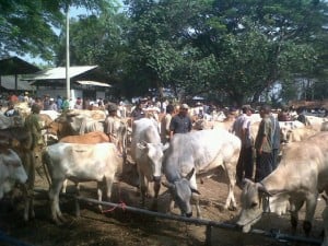  Lalu Lintas Sapi di Pasar Hewan Ciwareng Capai 1.000 Ekor/Bulan