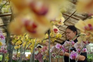  VALENTINE: Saatnya Pedagang Bunga Marema