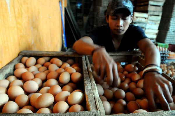  FOTO: Harga Telur Terus Meroket Dipicu Bencana Alam