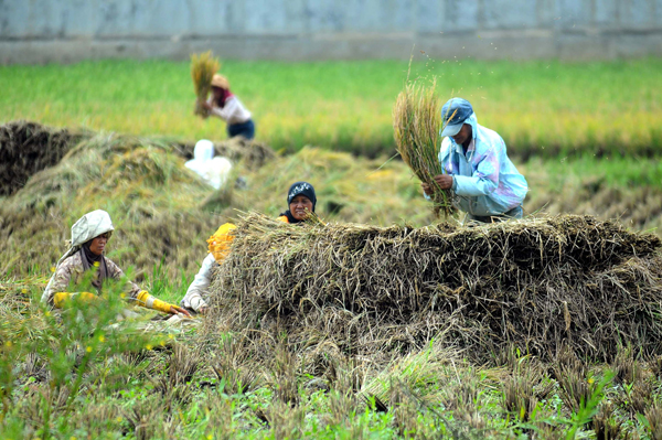  FOTO: 32.000 Ha Sawah di Jabar Diterjang Banjir &amp; Puso