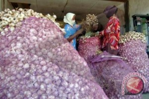  Kabupaten Bandung Kembangkan Bawang Putih 20 Ha