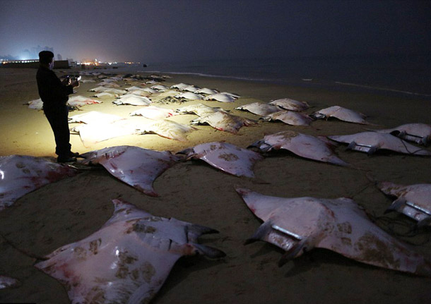  Puluhan Pari Manta Ray Mati di Pantai Gaza