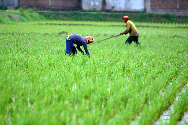  FOTO: Produksi Padi Jabar 2012 Capai 11,27 Juta Ton