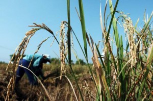  Produksi Padi Jabar Turun, HKTI Tawarkan 5 Solusi