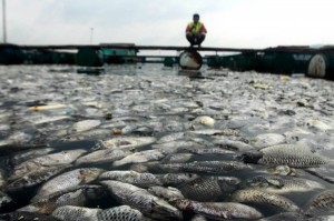  65 Ton Ikan Mati di Arena Olimpiade Rio de Janeiro