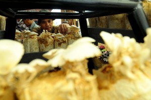  MAJI Kembangkan Jamur di Bandung Selatan