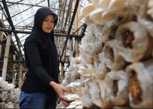  JAMUR TIRAM: Perajin Indramayu Kekurangan Bahan Baku