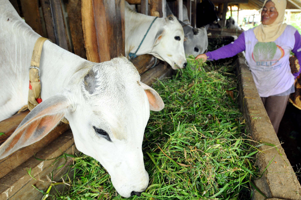  FOTO: Permintaan Daging Sapi Tahun Ini Diproyeksikan Naik 50%