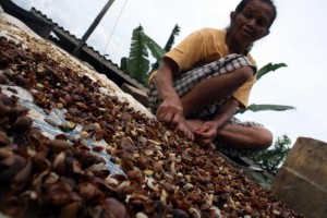  PRODUKTIVITAS KOPI Akan Ditingkatkan 1 Ton/Ha