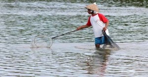  TAMBAK UDANG: Jabar Ingin Bangkitkan Kejayaan Eksport Udang Windu