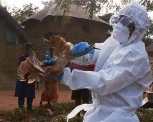  FLU BURUNG: Virus Jenis Baru H7N9 Menyerang China