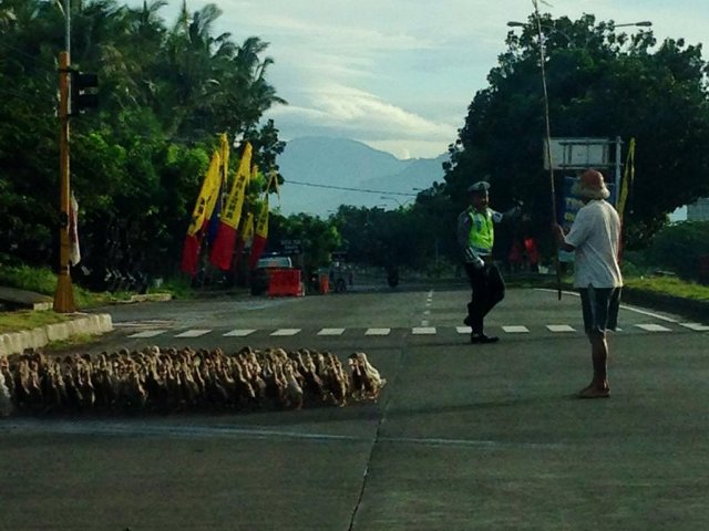  POLISI BAIK HATI: Ketika Rombongan Bebek Dikawal Polisi Saat Nyebrang Jalan 