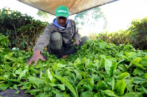  Produksi Teh Indonesia Kalah dari Vietnam & Turki