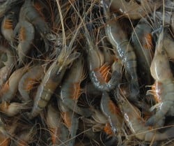  PRODUKSI UDANG: Indonesia Diprediksi Mampu Panen 200.000 Ton/Tahun