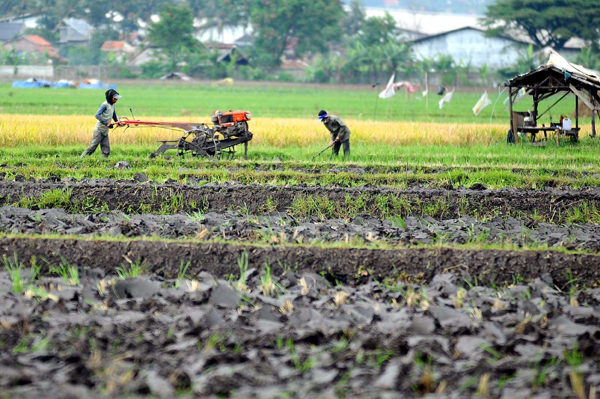  FOTO: Anomali Iklim, Petani Hadapi Musim Berat