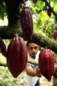  Ciamis Masih Mendominasi Produksi Kakao Jabar