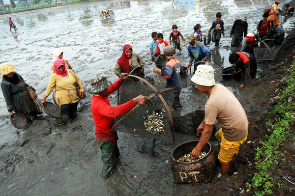  FOTO: Petani Ikan Air Tawar Kabupaten Bandung Cuma Penuhi 15% Permintaan