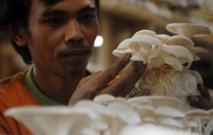  Makan Jamur Dapat Penuhi Kebutuhan Vitamin D Layaknya Suplemen