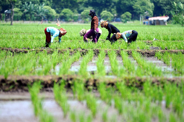  FOTO: Tingkatkan Produktivitas Padi, Jabar Genjot Penggunaan Benih Hybrid