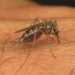  MALARIA: Parasit Pada Spesies Nyamuk Ini Kebal Obat