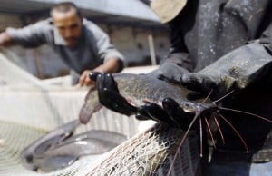  BUDIDAYA LELE: Supaya Optimal, Petani Bandung Pakai Pola Tumpang Sari